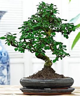 Fukien tea